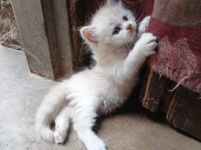 kitten for sale