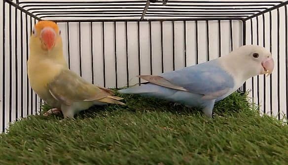 OPLINE PALE FALLOW /JAVA BUDGIES. 1