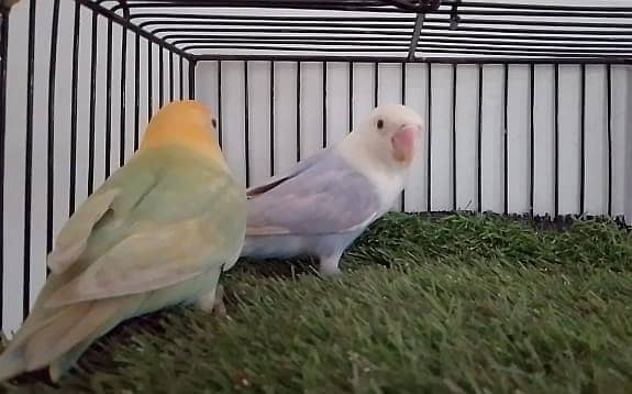 OPLINE PALE FALLOW /JAVA BUDGIES. 2
