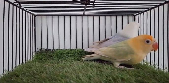 OPLINE PALE FALLOW /JAVA BUDGIES. 3