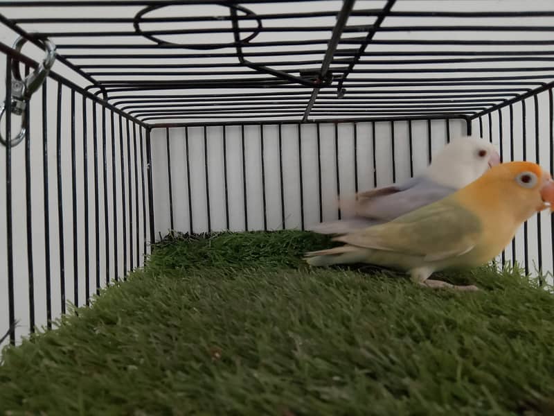 OPLINE PALE FALLOW /JAVA BUDGIES. 4