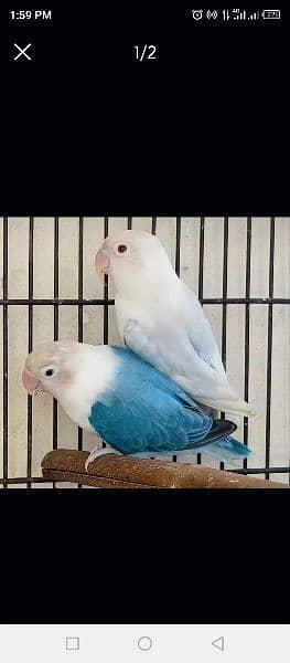 breeder pair