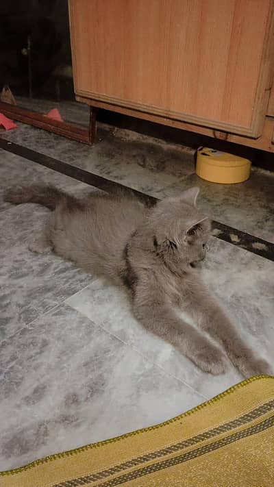 Persian