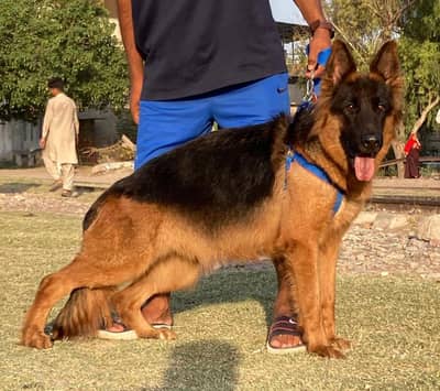 long cout gsd pink pedigree breedar female for sale