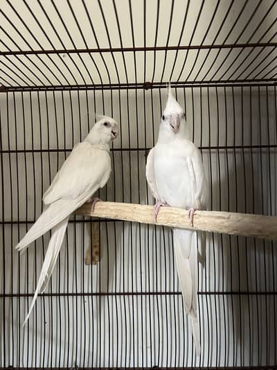 Eno cocktail black eye breeder pair