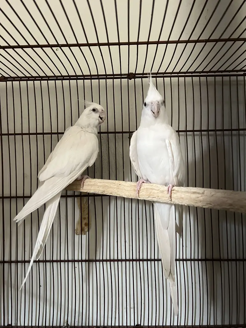 Eno cocktail black eye breeder pair