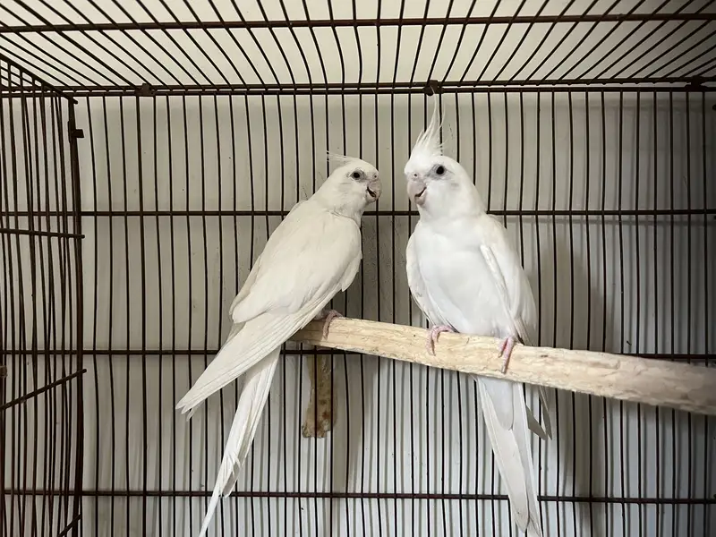 Eno cocktail black eye breeder pair — photo 2