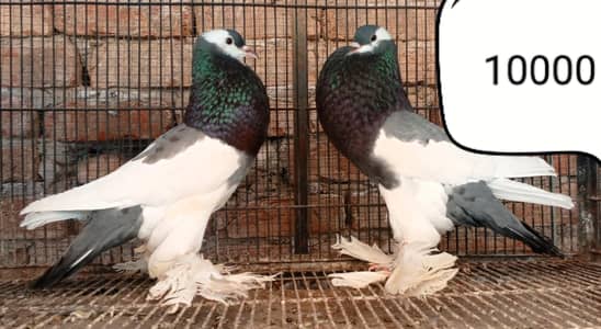 fancy pigeons/swallow/fantail/Jacobin/frillback/lahori sherazi/norwich