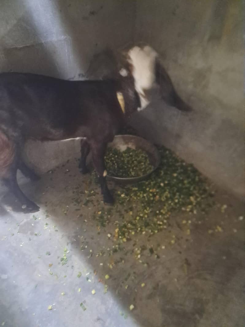 bitell bakri 0