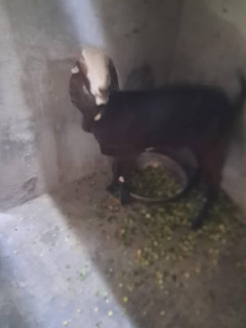 bitell bakri 1