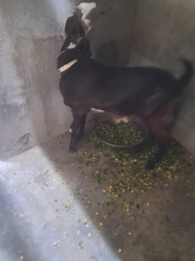 bitell bakri 2