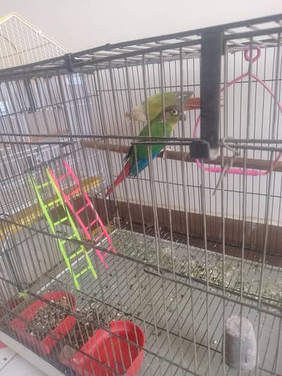 parrots available for sale