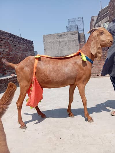 sialkoti bakri sath female path or makhi china jora