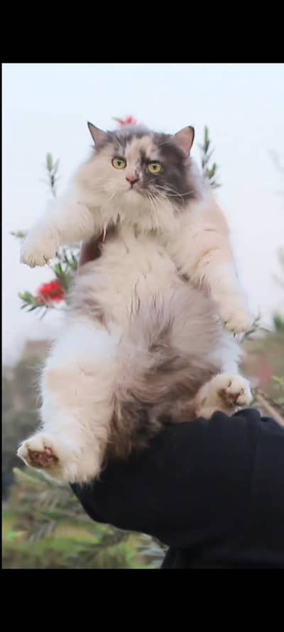 female cat white and black Persian
