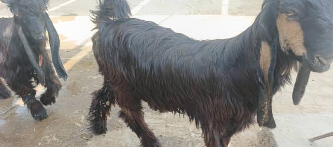 male female pair pure DDP GOAT children