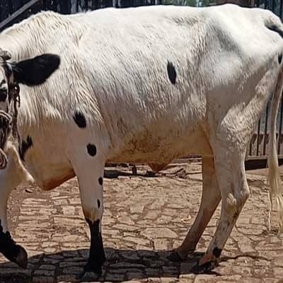 jersay/faresion /sahiwal cross /cholistani cross /cows/ گاے