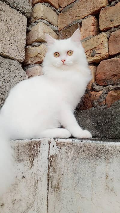 Persian cat