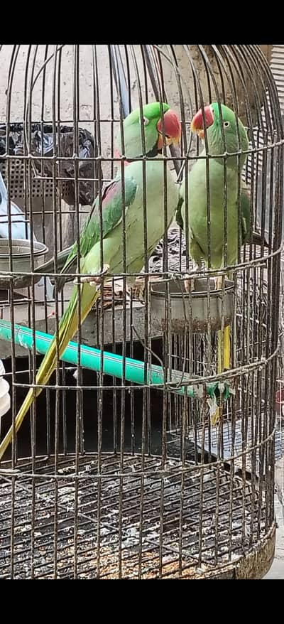 Raw breeder pair and female moody talking