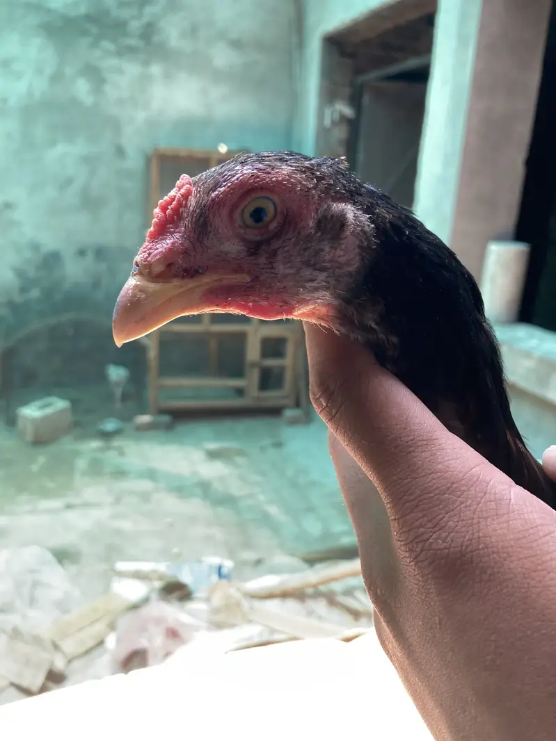 پرموز+ولیتی کراس (2نر 1مادہ) انتہائ لڑاکا بڑیڈ پہلے تسلی پھر دام — photo 2