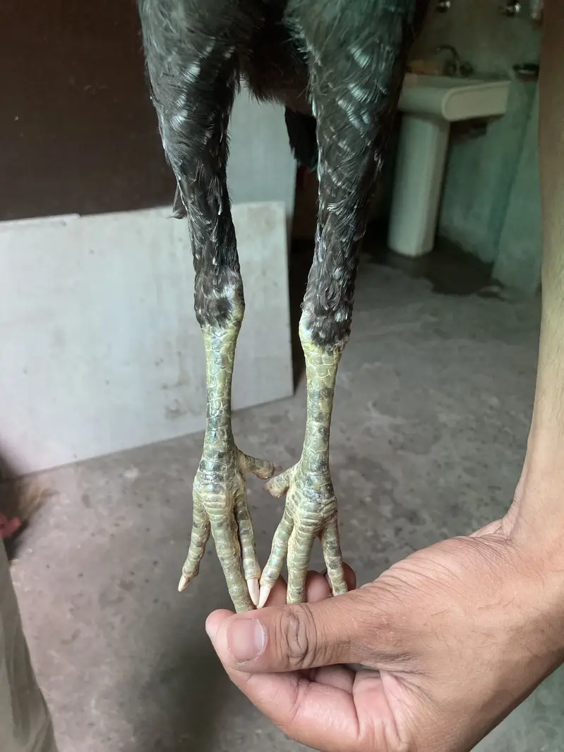 پرموز+ولیتی کراس (2نر 1مادہ) انتہائ لڑاکا بڑیڈ پہلے تسلی پھر دام — photo 3