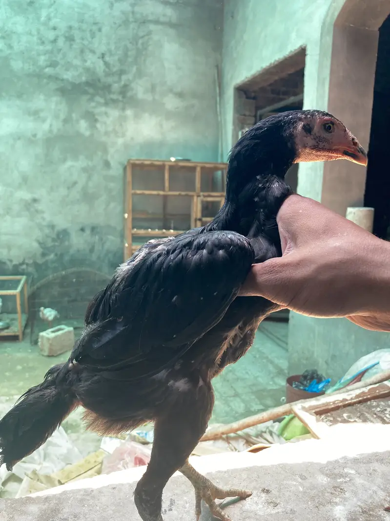 پرموز+ولیتی کراس (2نر 1مادہ) انتہائ لڑاکا بڑیڈ پہلے تسلی پھر دام — photo 4