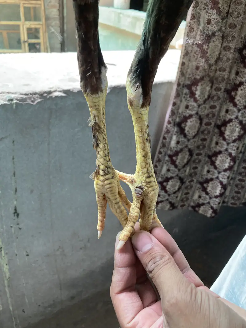 پرموز+ولیتی کراس (2نر 1مادہ) انتہائ لڑاکا بڑیڈ پہلے تسلی پھر دام — photo 5