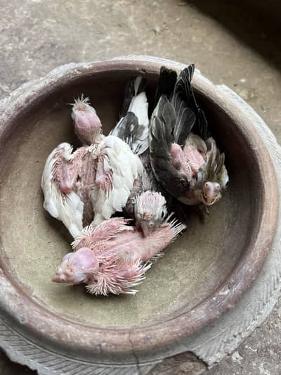 Cocktail Breeder Pair & Chick Badgies & Cages