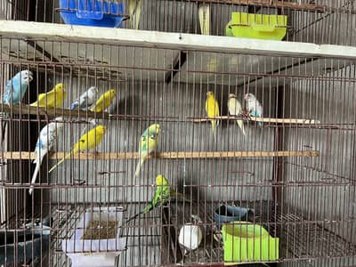 Cocktail Breeder Pair & Chick Badgies & Cages