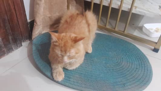 persian male calm cat