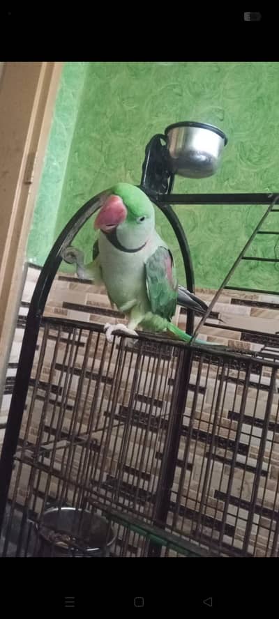 Raw parrot