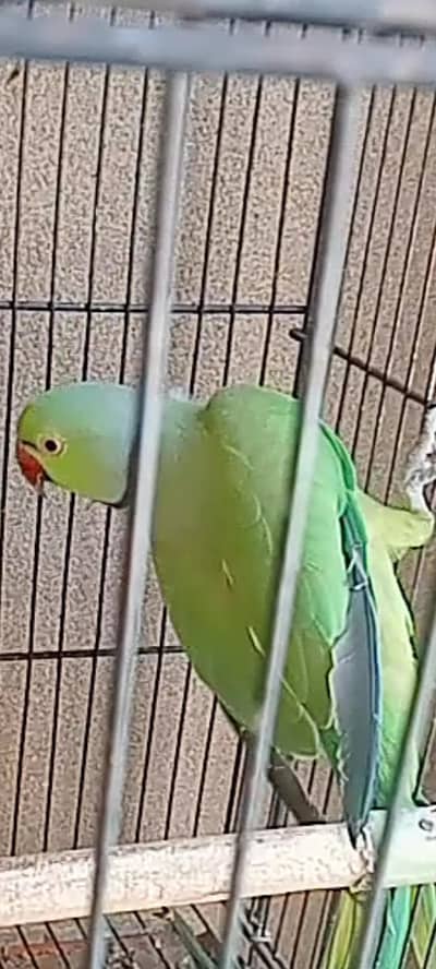 Fully grown male ringneck