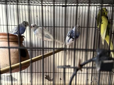 Australian Parrots For Sale