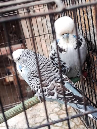 UK blood line exhibition breeder pair for sale