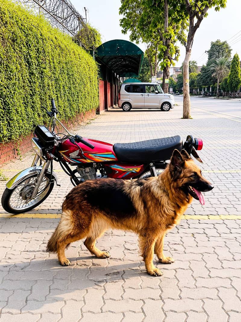 Russian shepherd 0