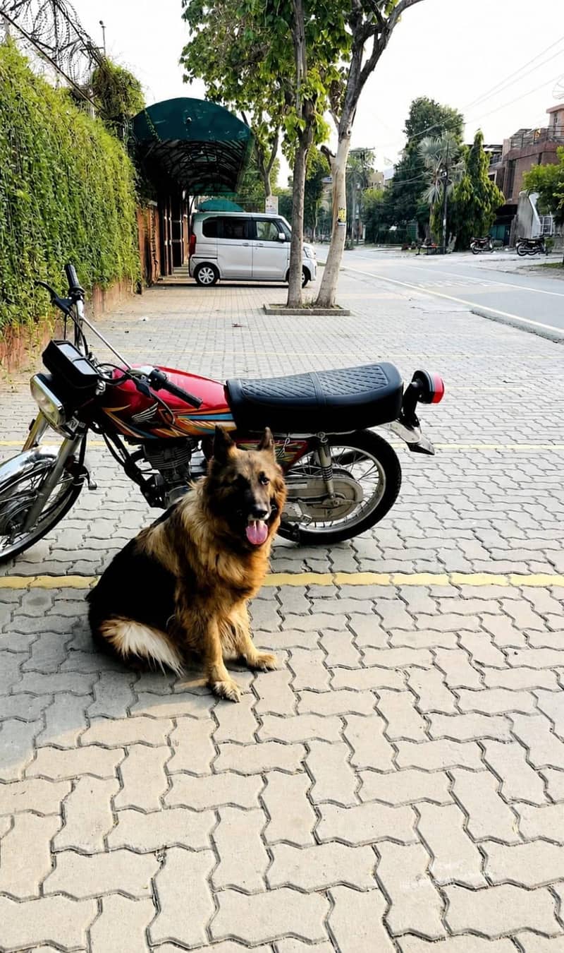Russian shepherd 1