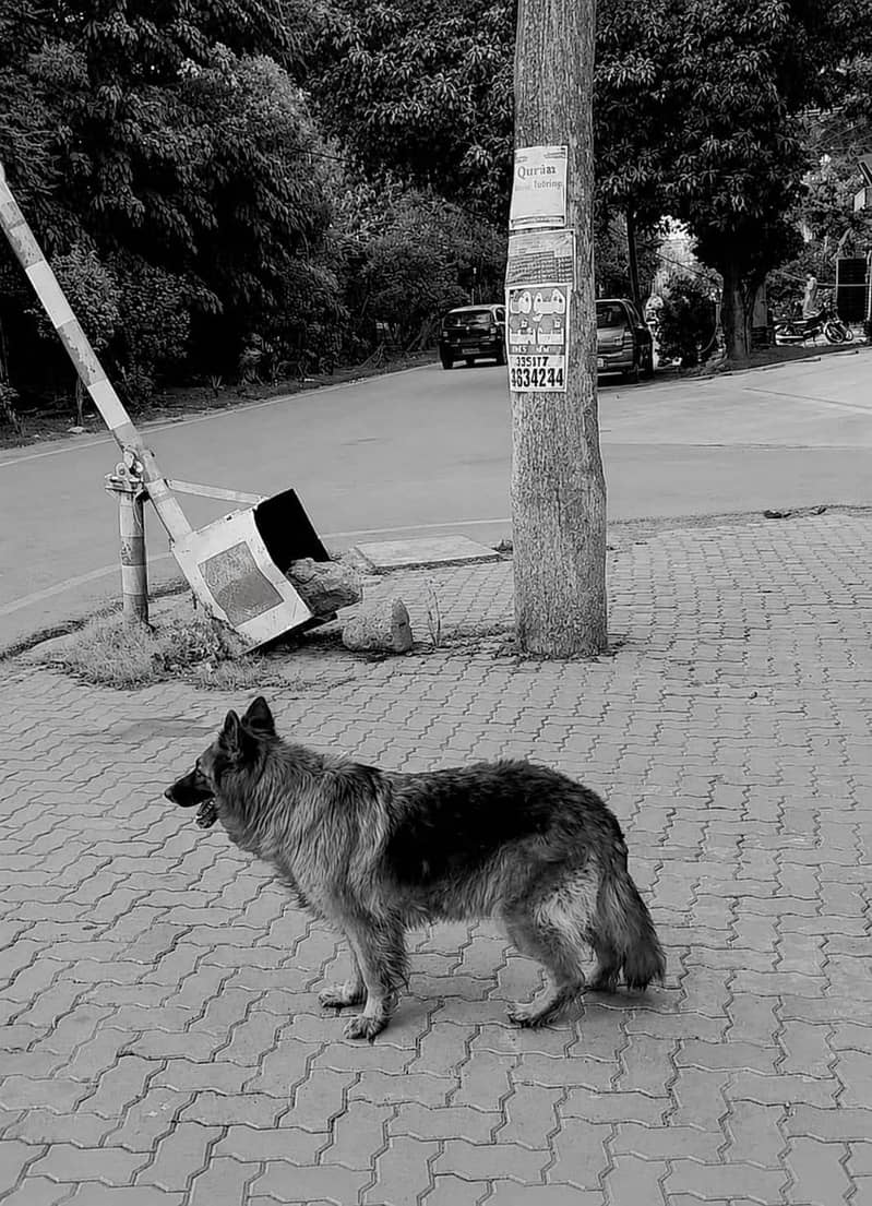 Russian shepherd 2