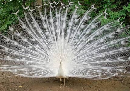Paper white male peacocks 5 year age available for sale.
