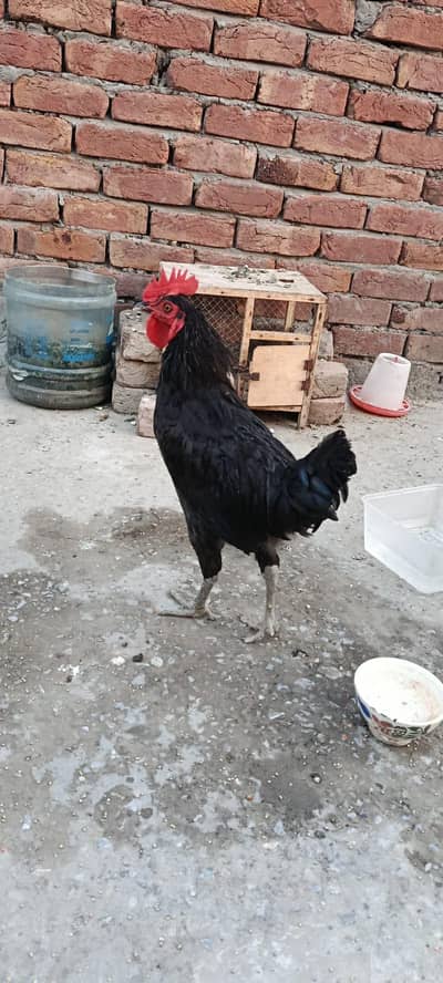 2 Healthy Murghy For Sale | Red & Black