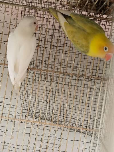 Creamino,decino,Albino red eyes
