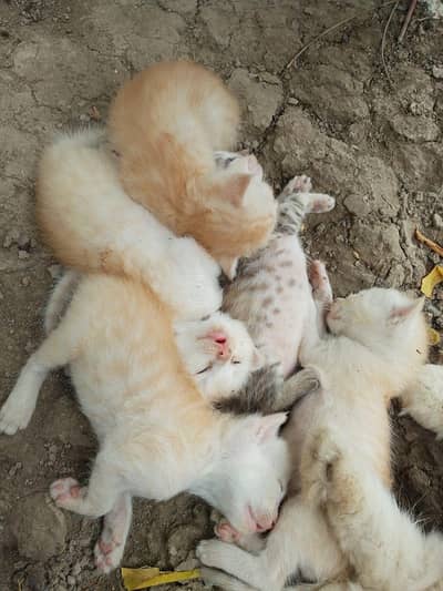 kittens