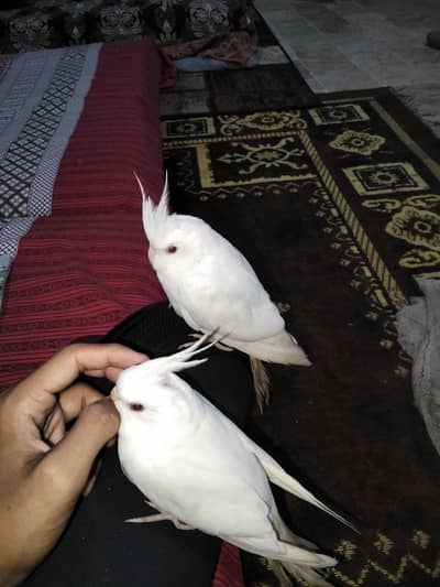 Handtame Cockatiel self chicks (03101131712)