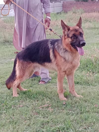 German shepherd