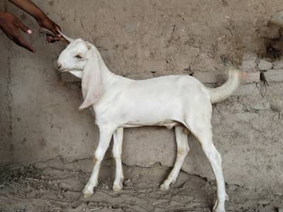 Bakra for sale call me 03225280183