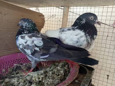 pigeon