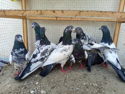 pigeon