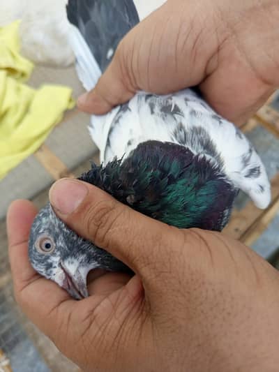 pigeon