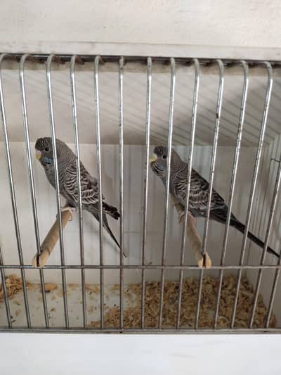 Grey Black Face Pair