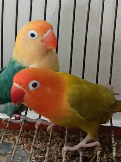 Love Birds opaline