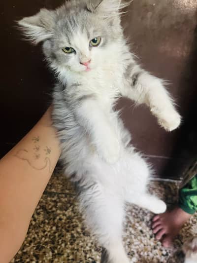 Kittens for sale