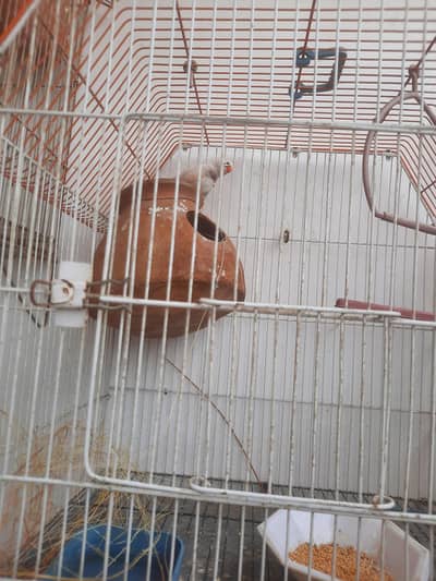 Breeding pair of finches with cage for sale